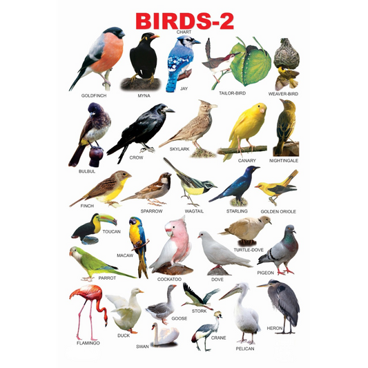 Dreamland Publications Educational Chart for Kids - Birds-2