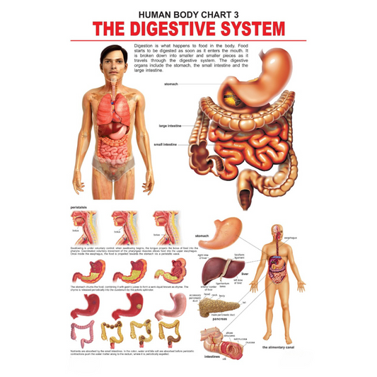 Dreamland Publications Educational Chart for Kids - The Digestive System