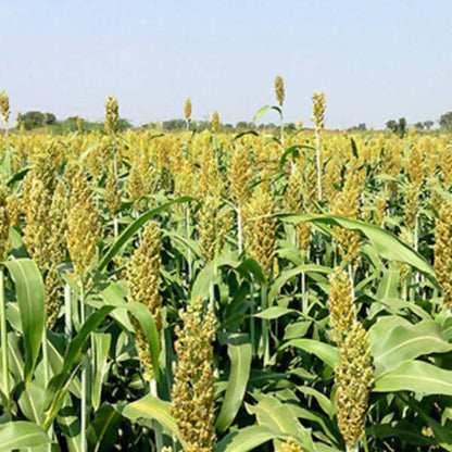 Freshon Jowar Bijapur - Sorghum Millet