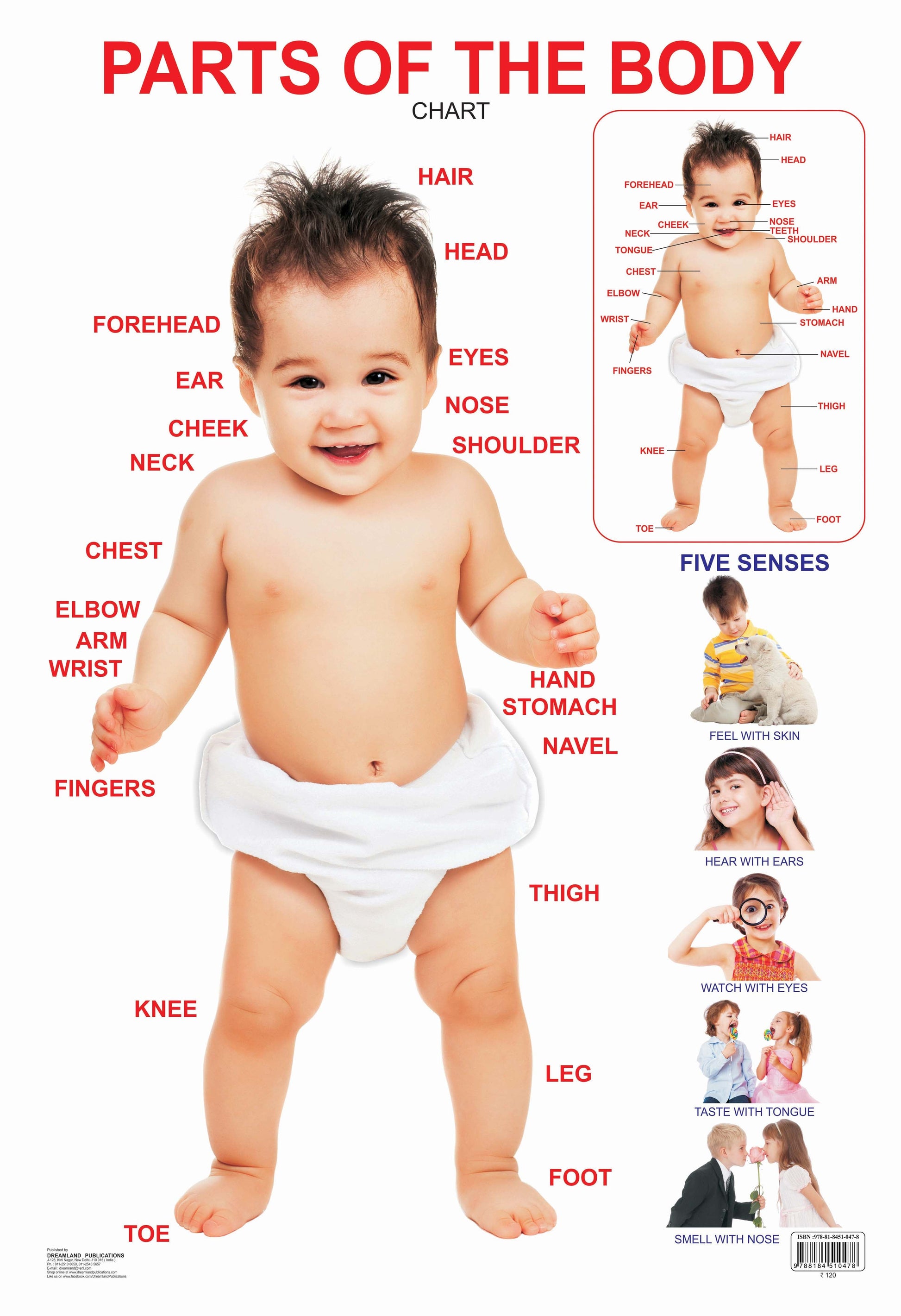 Dreamland Publications Educational Chart for Kids - Parts of The Body -  buy in usa 