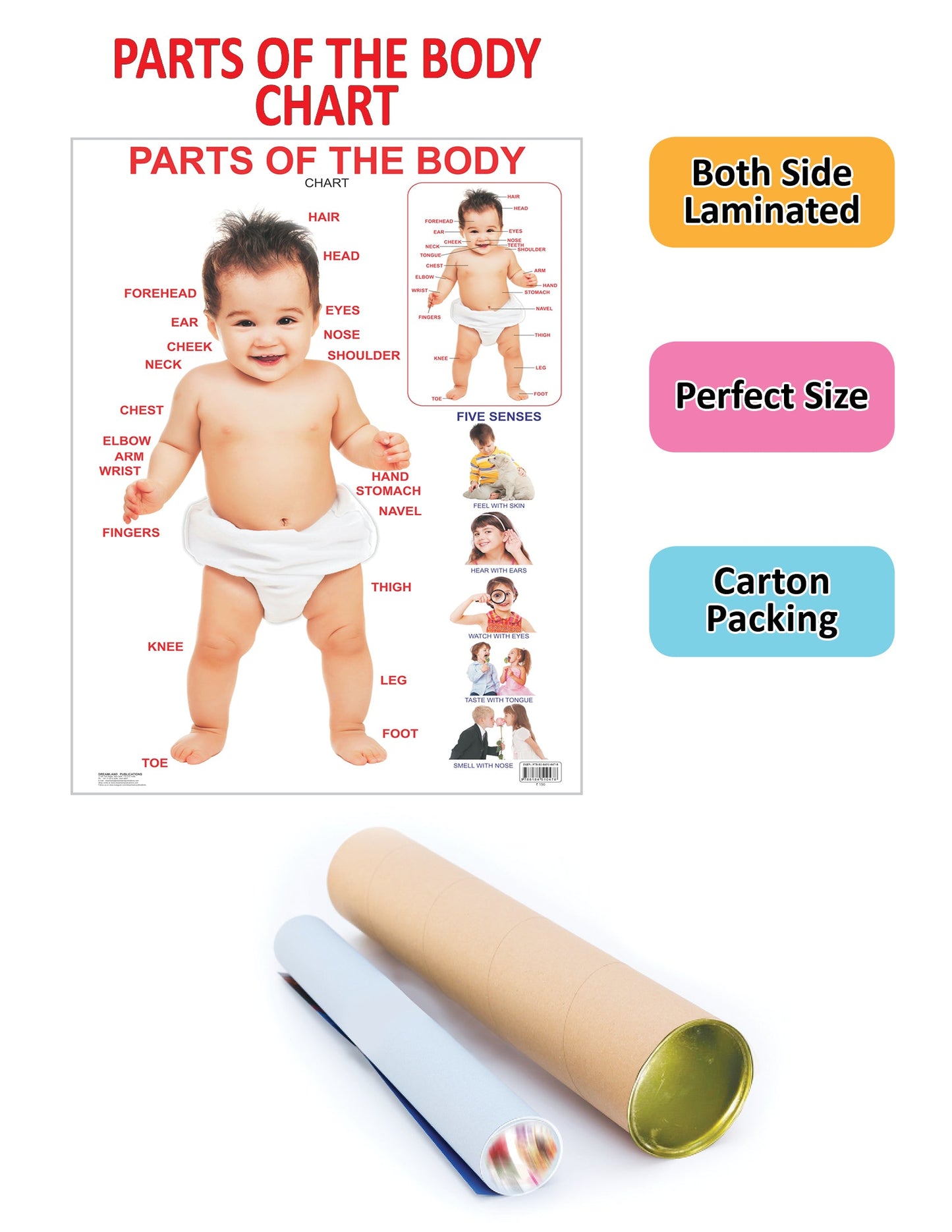 Dreamland Publications Educational Chart for Kids - Parts of The Body