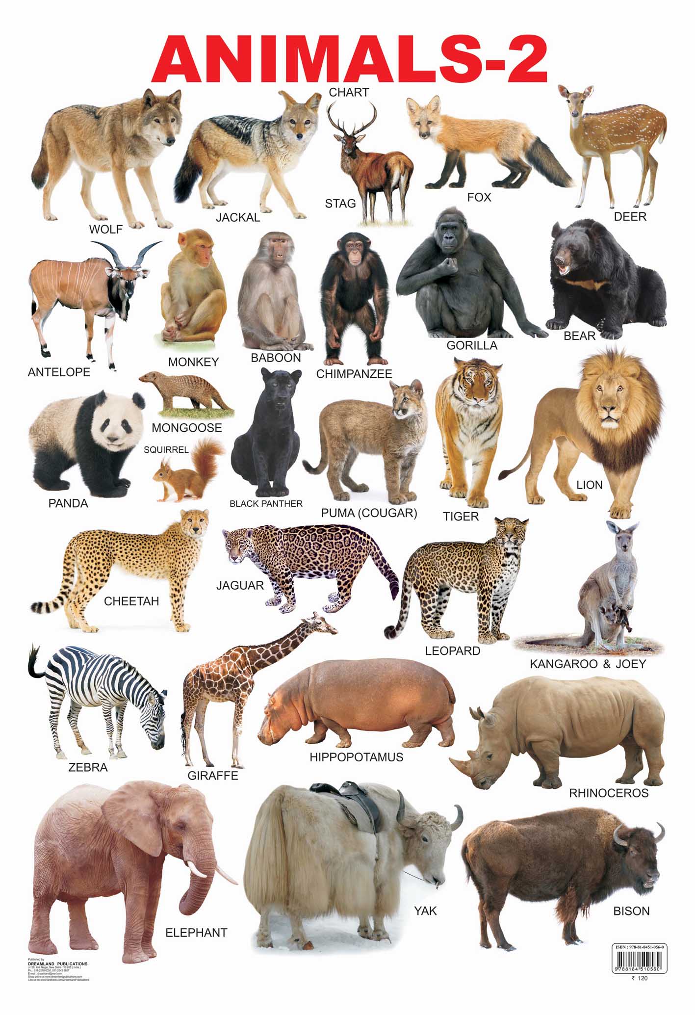 Dreamland Publications Educational Chart for Kids - Animals-2 -  buy in usa 