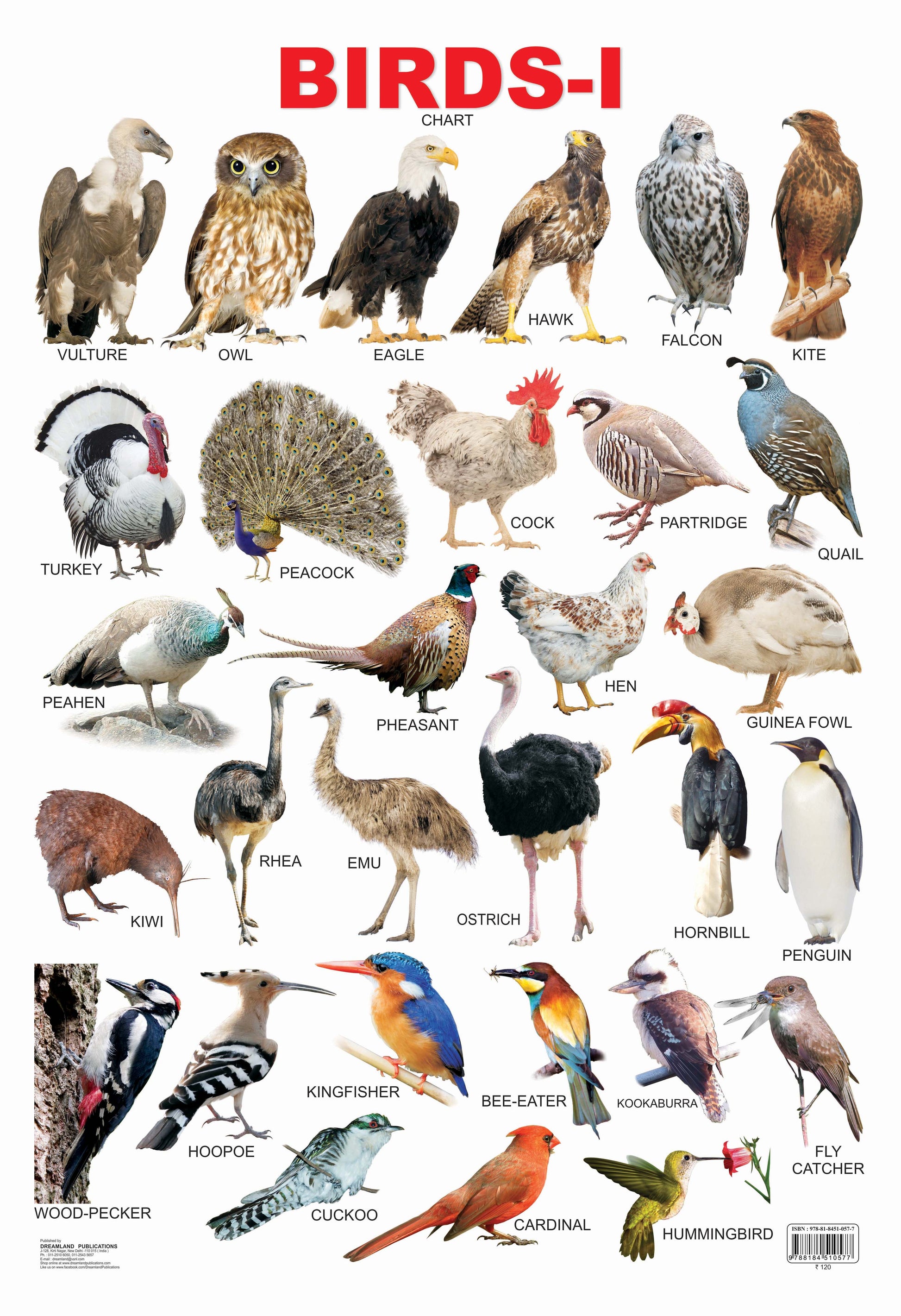 Dreamland Publications Educational Chart for Kids - Birds-1 -  buy in usa 