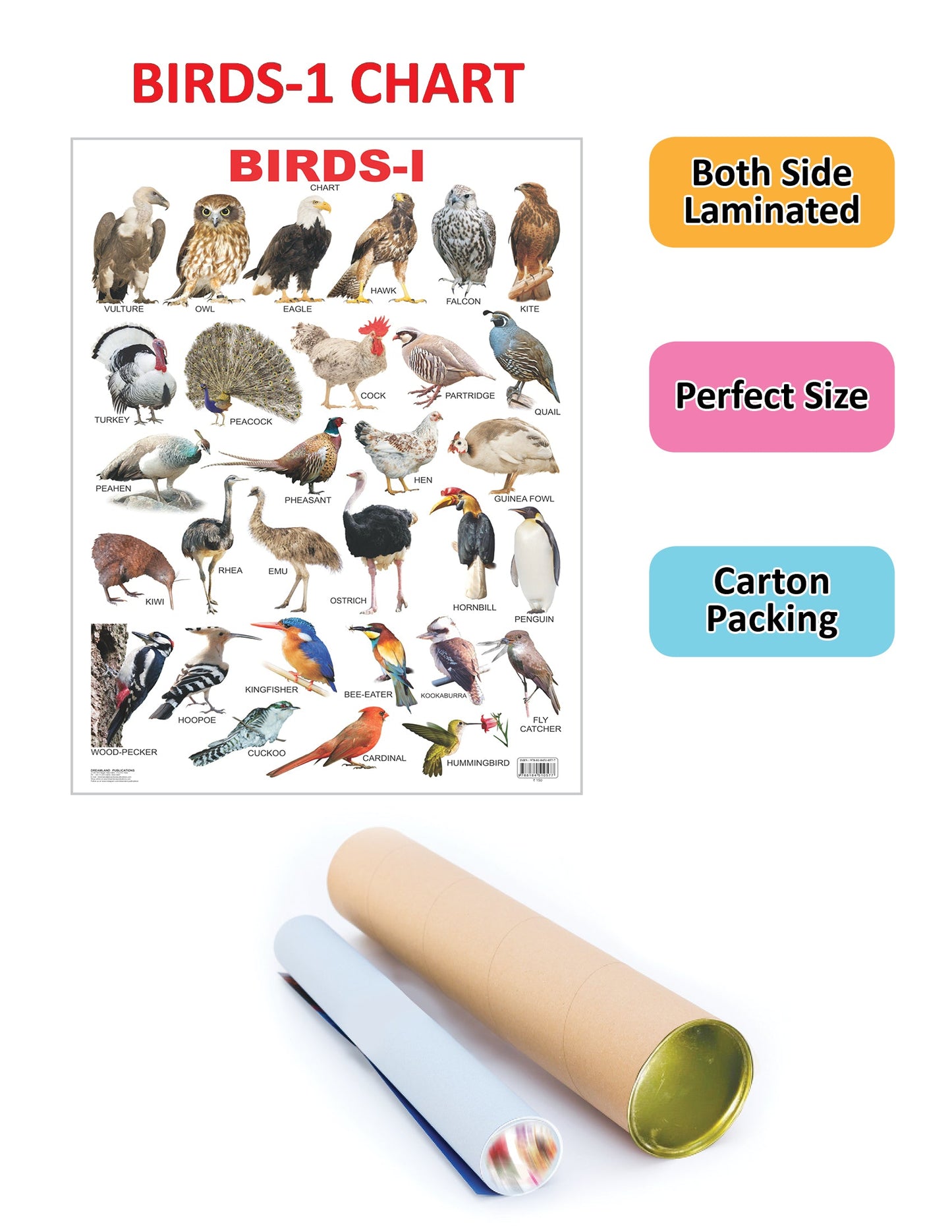 Dreamland Publications Educational Chart for Kids - Birds-1