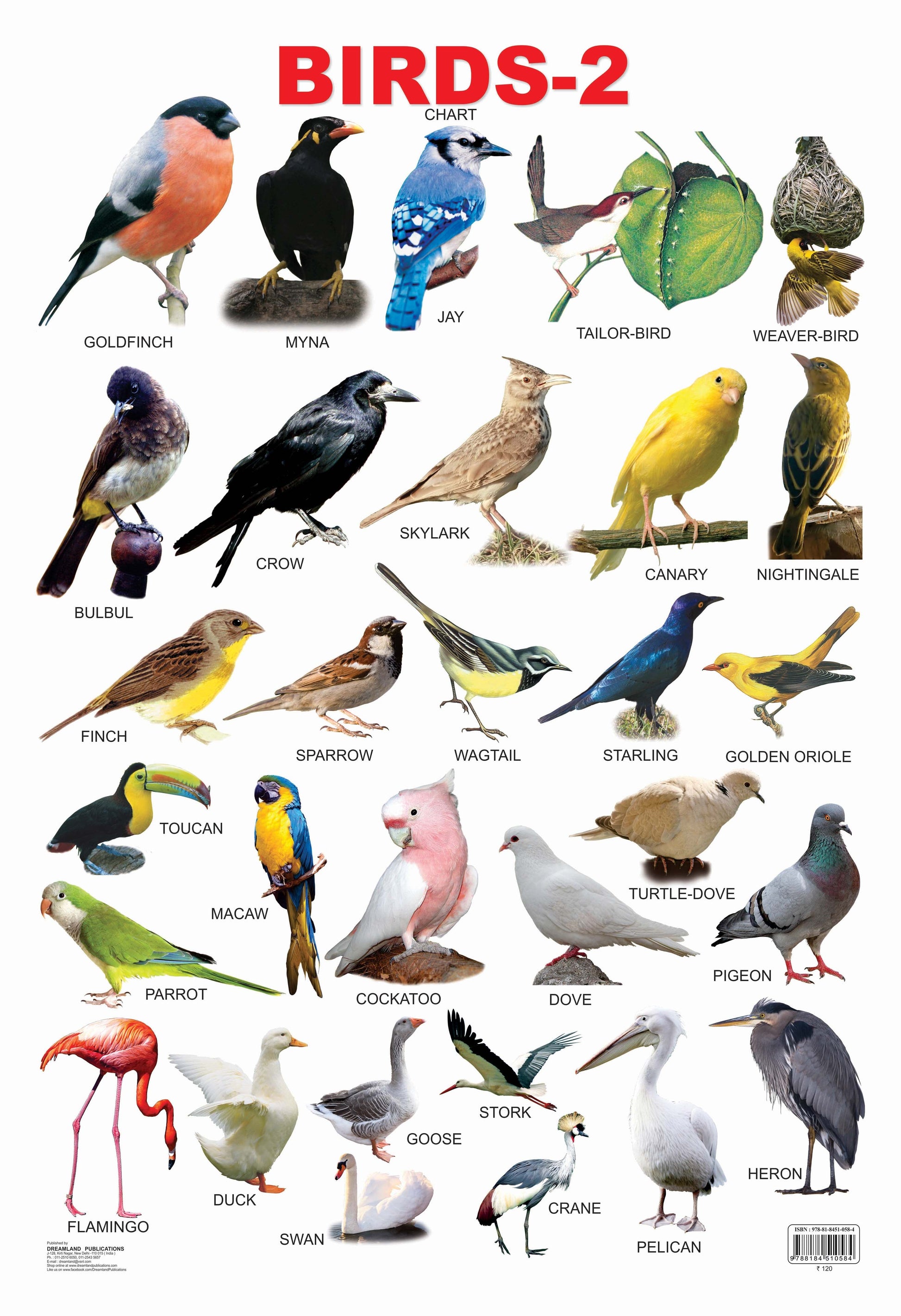 Dreamland Publications Educational Chart for Kids - Birds-2 -  buy in usa 