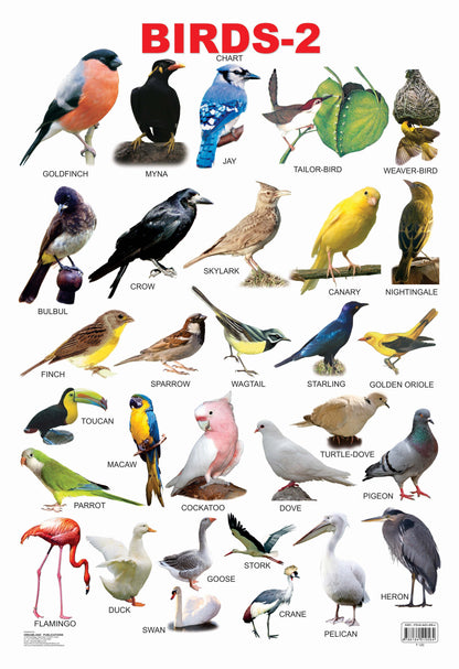 Dreamland Publications Educational Chart for Kids - Birds-2 -  buy in usa 