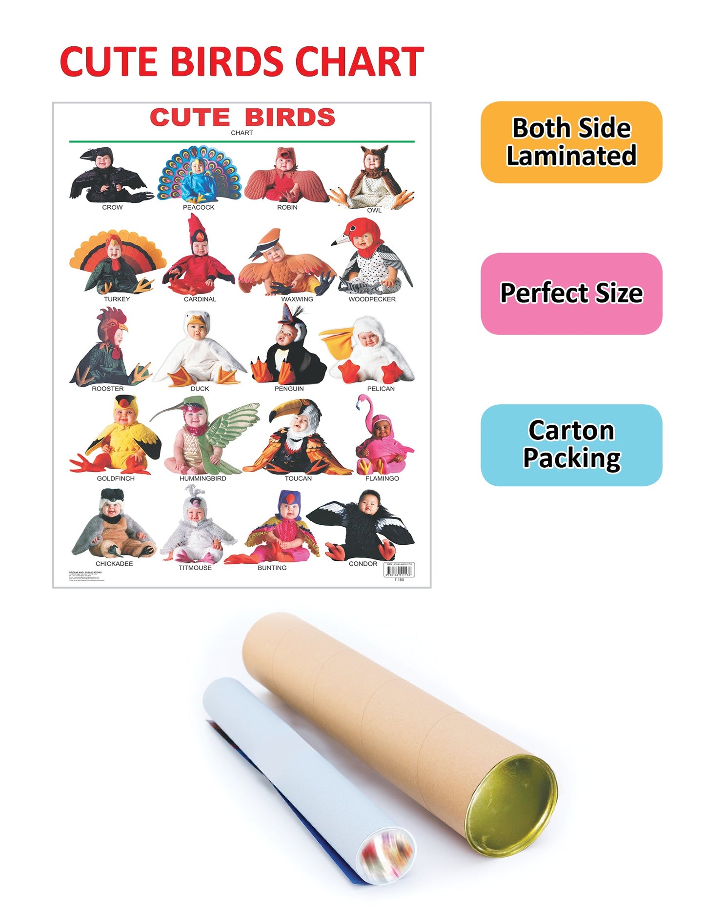 Dreamland Publications Educational Chart for Kids - Cute Birds