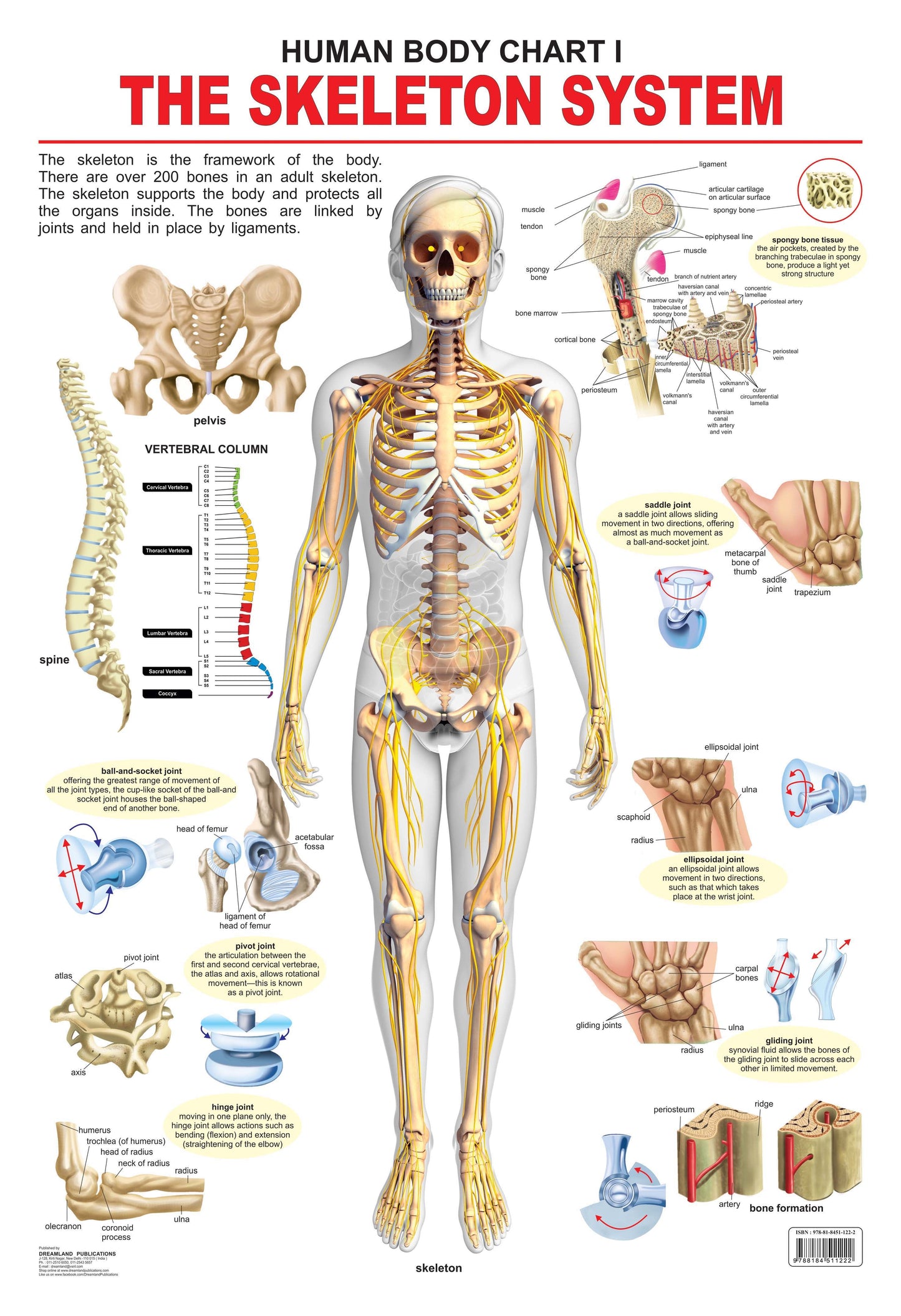 Dreamland Publications Educational Chart for Kids - The Skeletal System -  buy in usa 