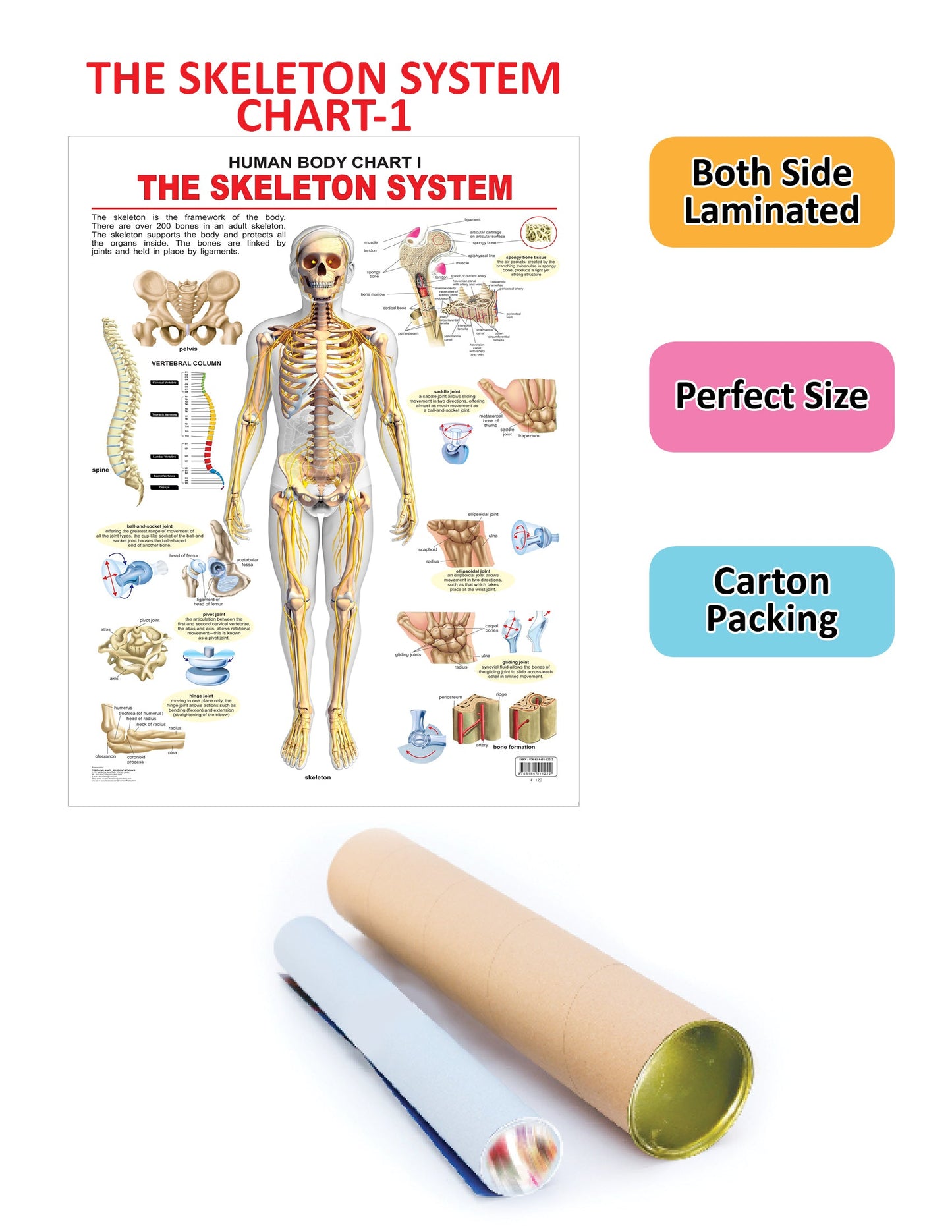 Dreamland Publications Educational Chart for Kids - The Skeletal System