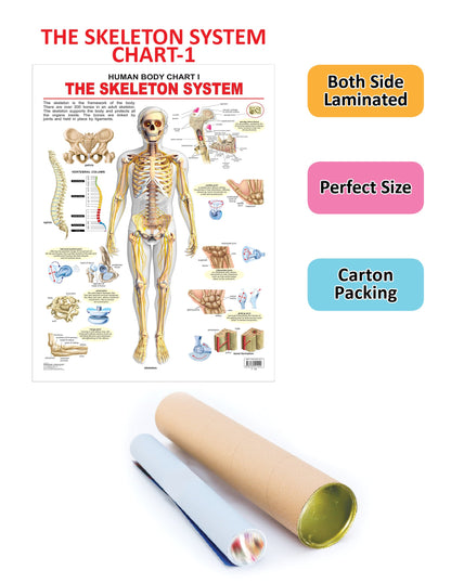 Dreamland Publications Educational Chart for Kids - The Skeletal System