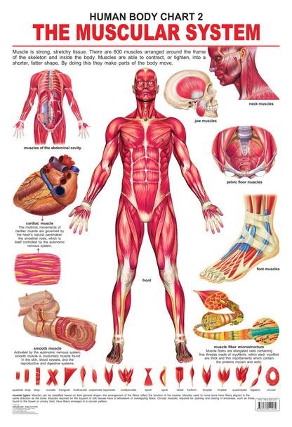 Dreamland Publications Educational Chart for Kids - The Muscular System -  buy in usa 