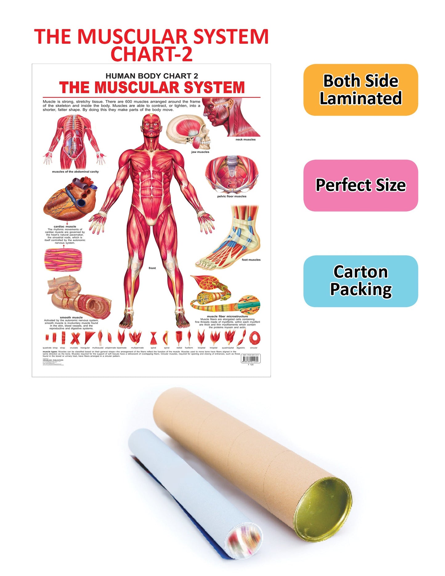 Dreamland Publications Educational Chart for Kids - The Muscular System