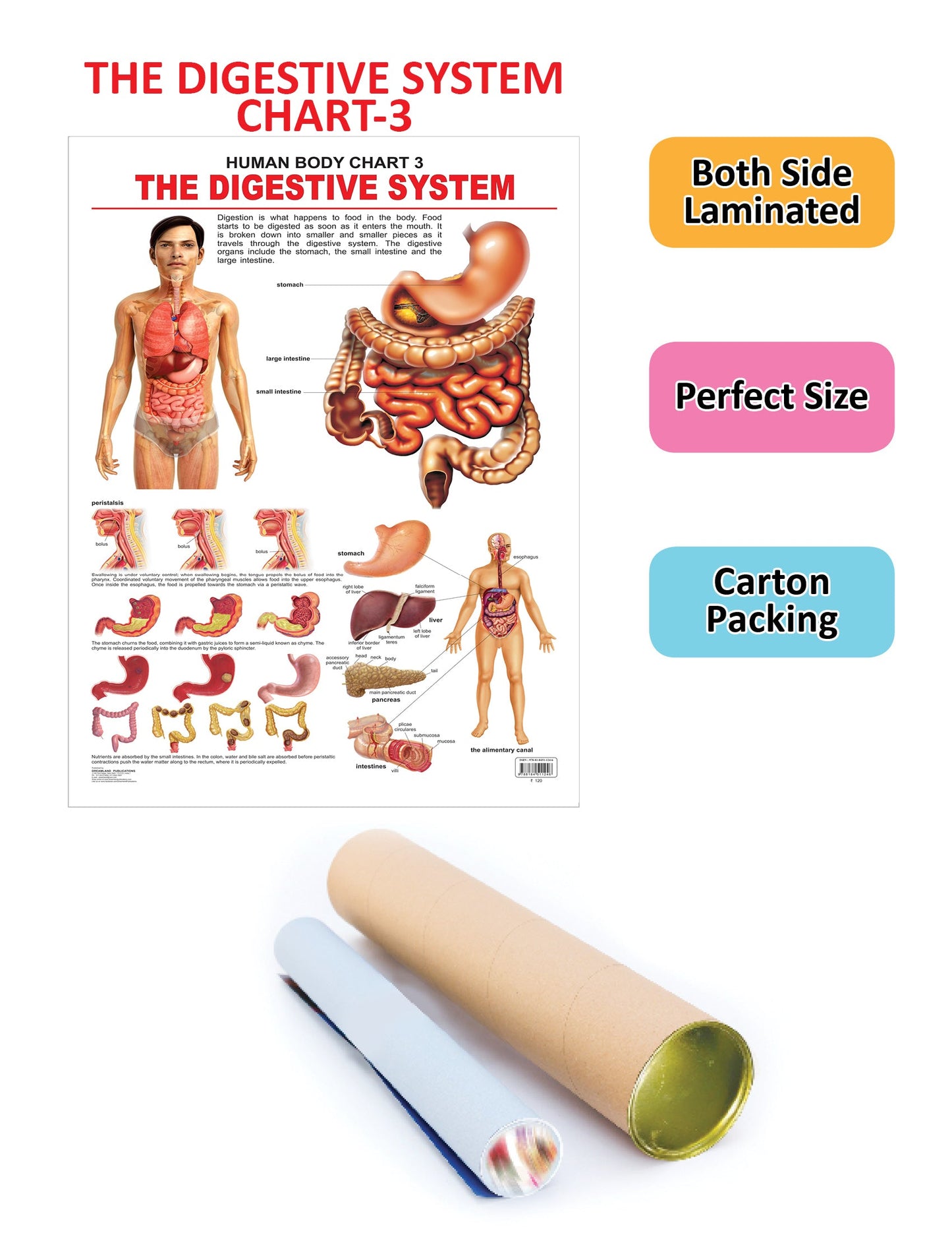 Dreamland Publications Educational Chart for Kids - The Digestive System