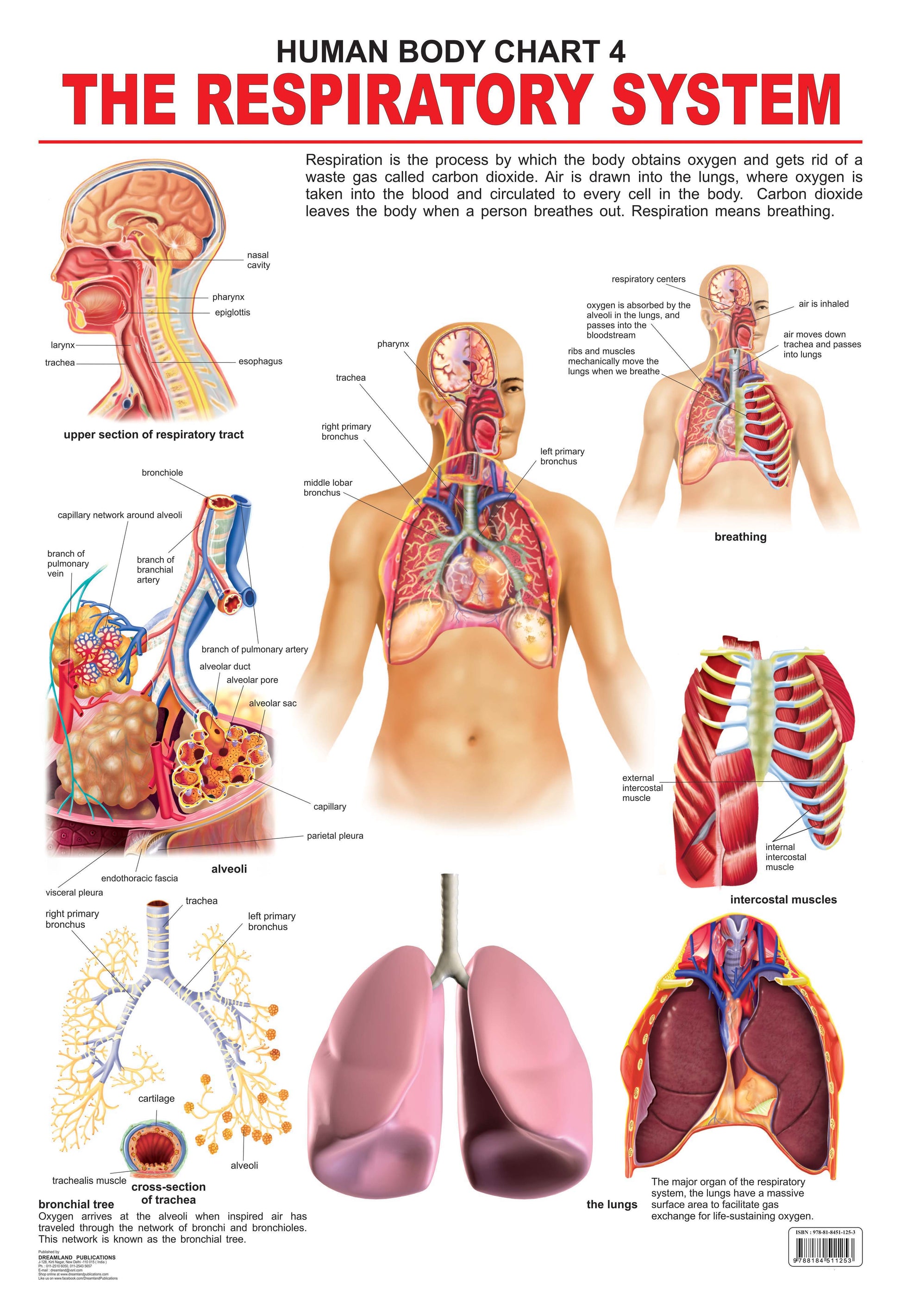 Dreamland Publications Educational Chart for Kids - The Respiratory System -  buy in usa 