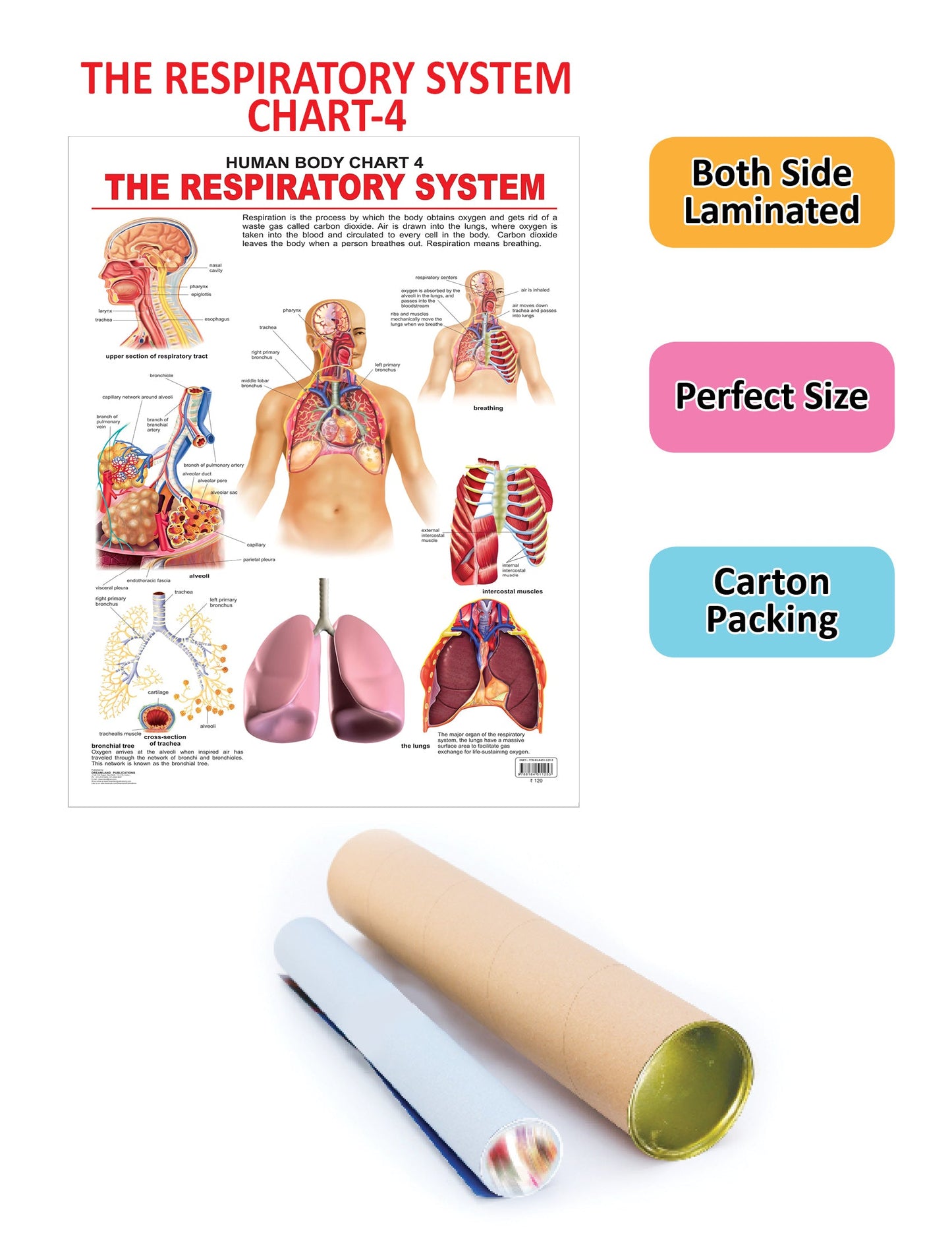 Dreamland Publications Educational Chart for Kids - The Respiratory System