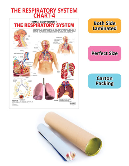 Dreamland Publications Educational Chart for Kids - The Respiratory System