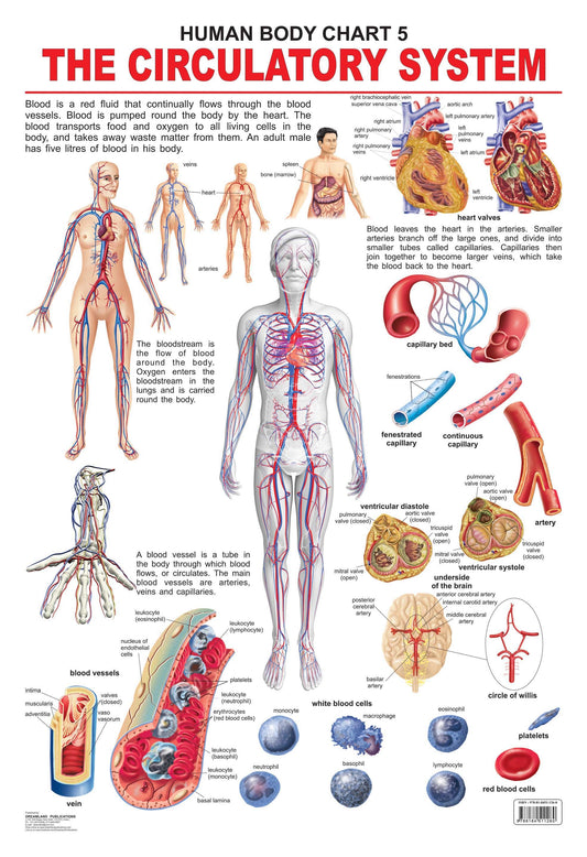 Dreamland Publications Educational Chart for Kids - The Circulatory System -  buy in usa 