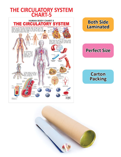 Dreamland Publications Educational Chart for Kids - The Circulatory System