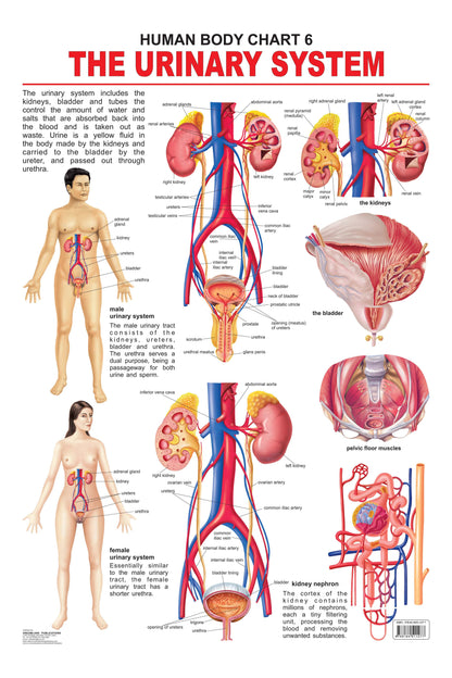 Dreamland Publications Educational Chart for Kids - The Urinary System -  buy in usa 