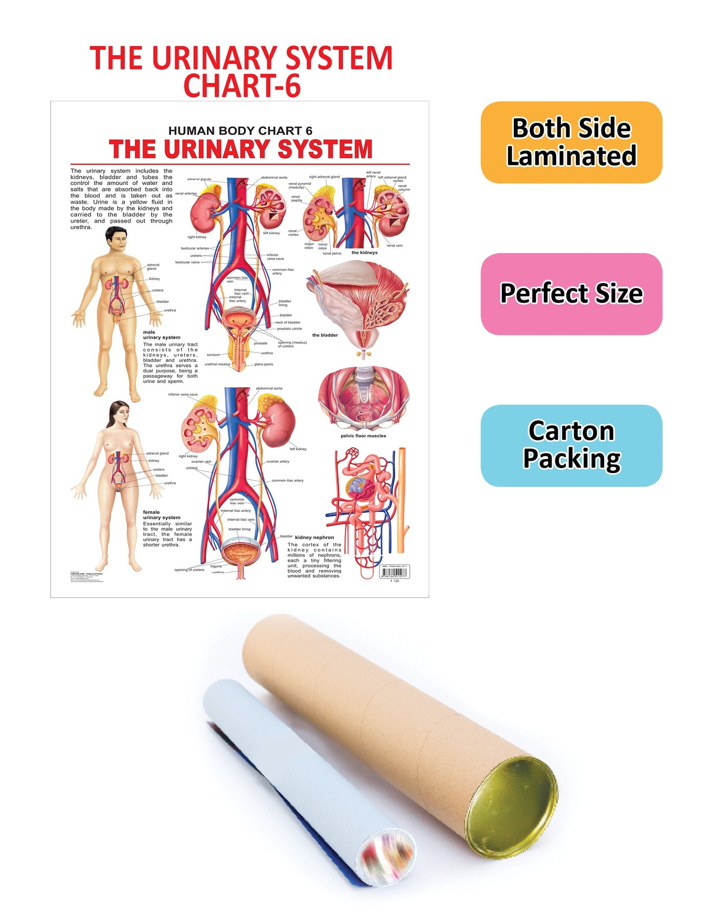 Dreamland Publications Educational Chart for Kids - The Urinary System