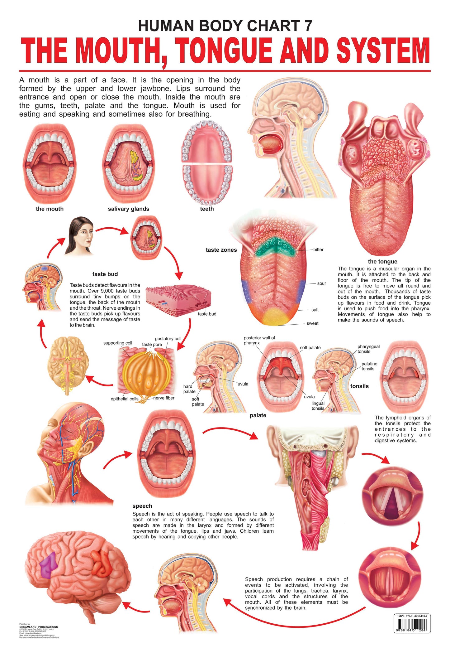 Dreamland Publications Educational Chart for Kids - The Mouth, Tongue & Speech -  buy in usa 