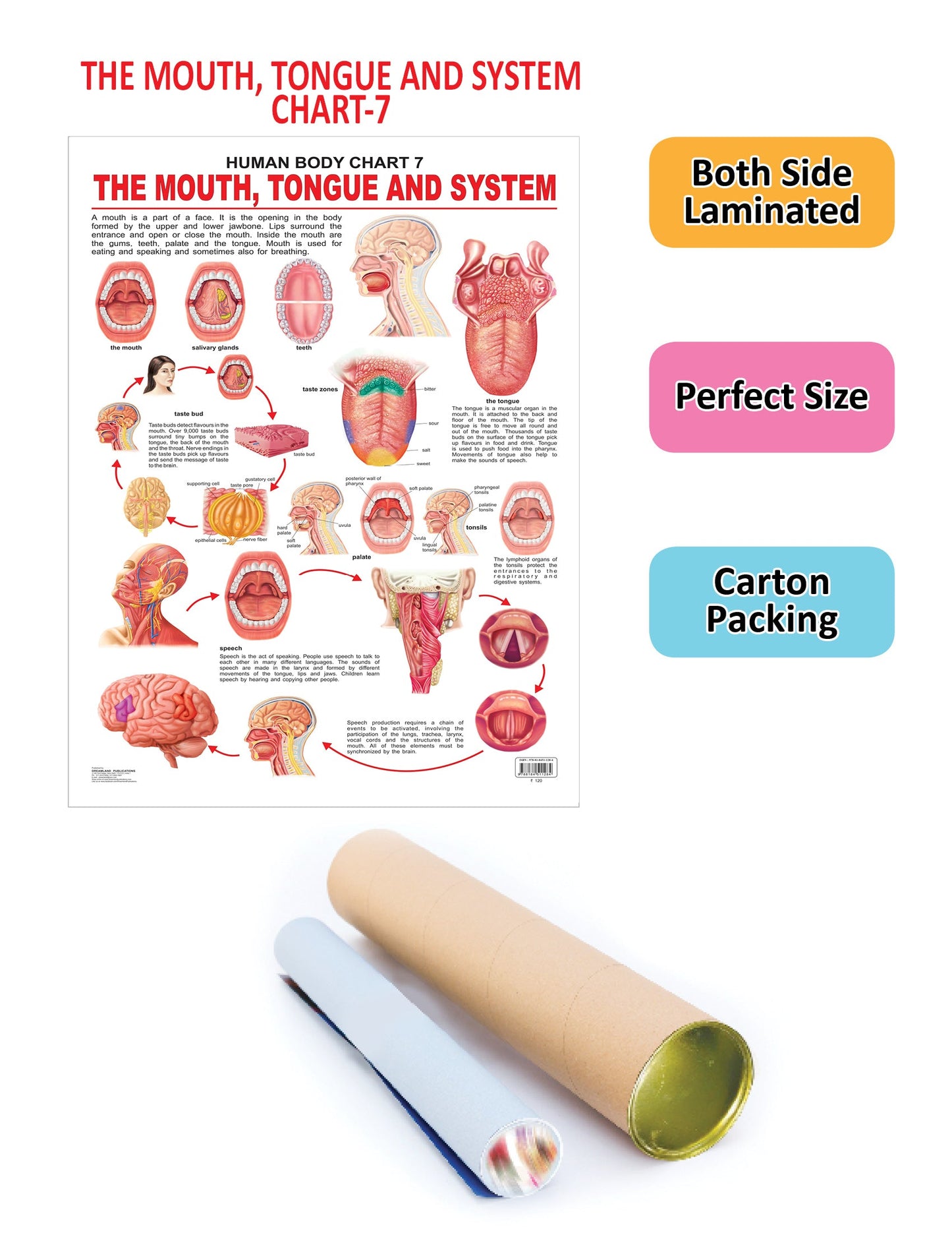 Dreamland Publications Educational Chart for Kids - The Mouth, Tongue & Speech