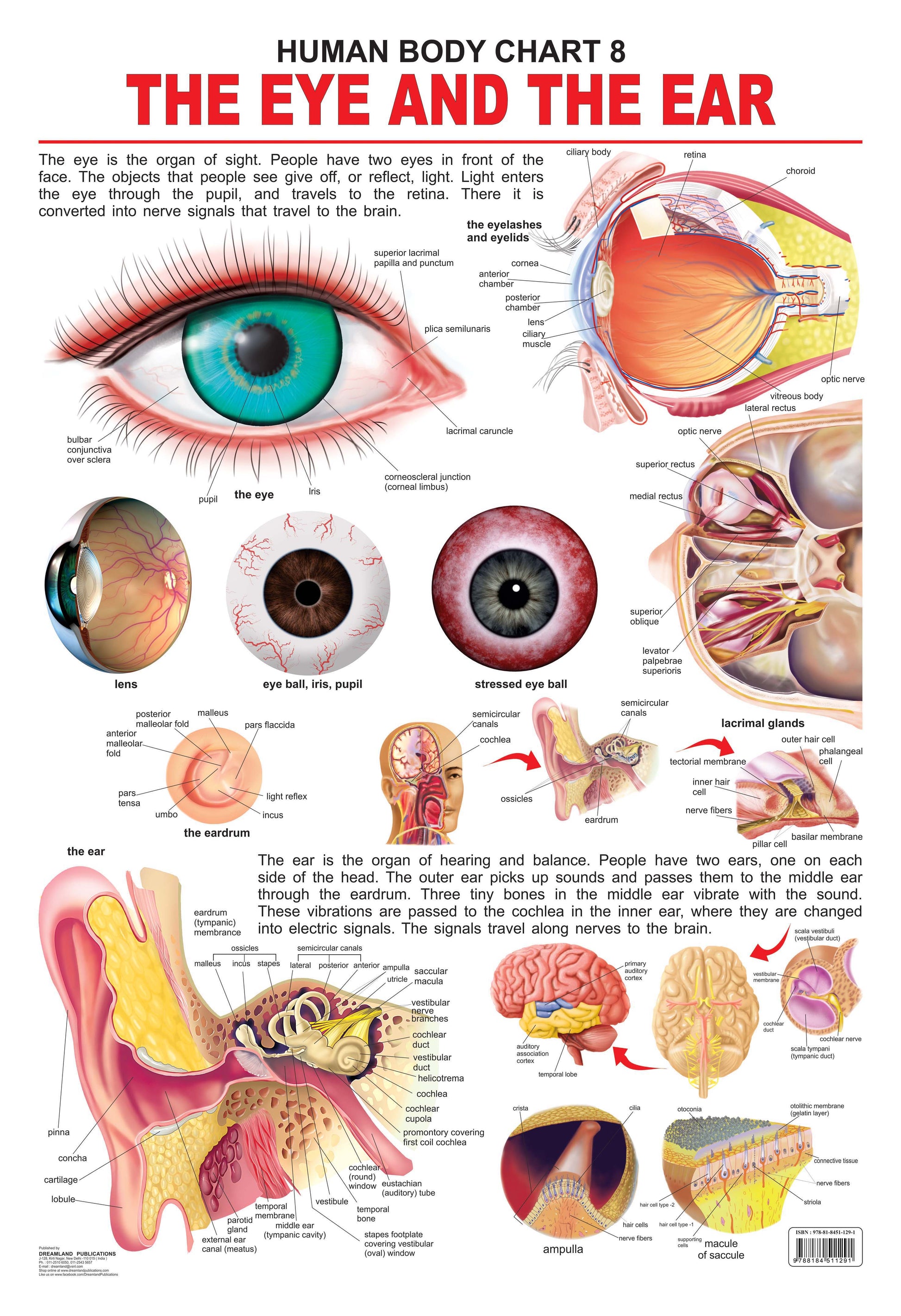 Dreamland Publications The Eye & the Ear : Children Reference Educational Laminated Chart -  buy in usa 