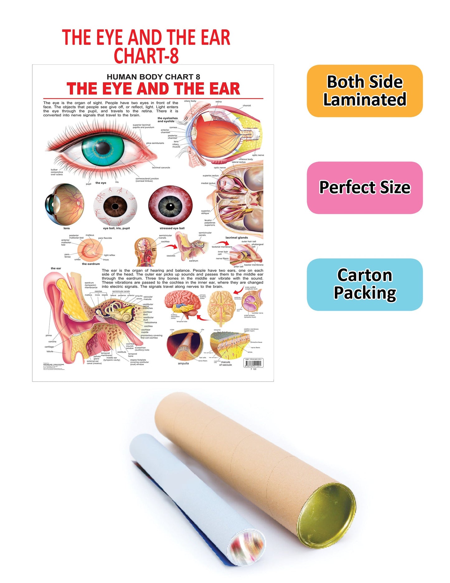 Dreamland Publications The Eye & the Ear : Children Reference Educational Laminated Chart