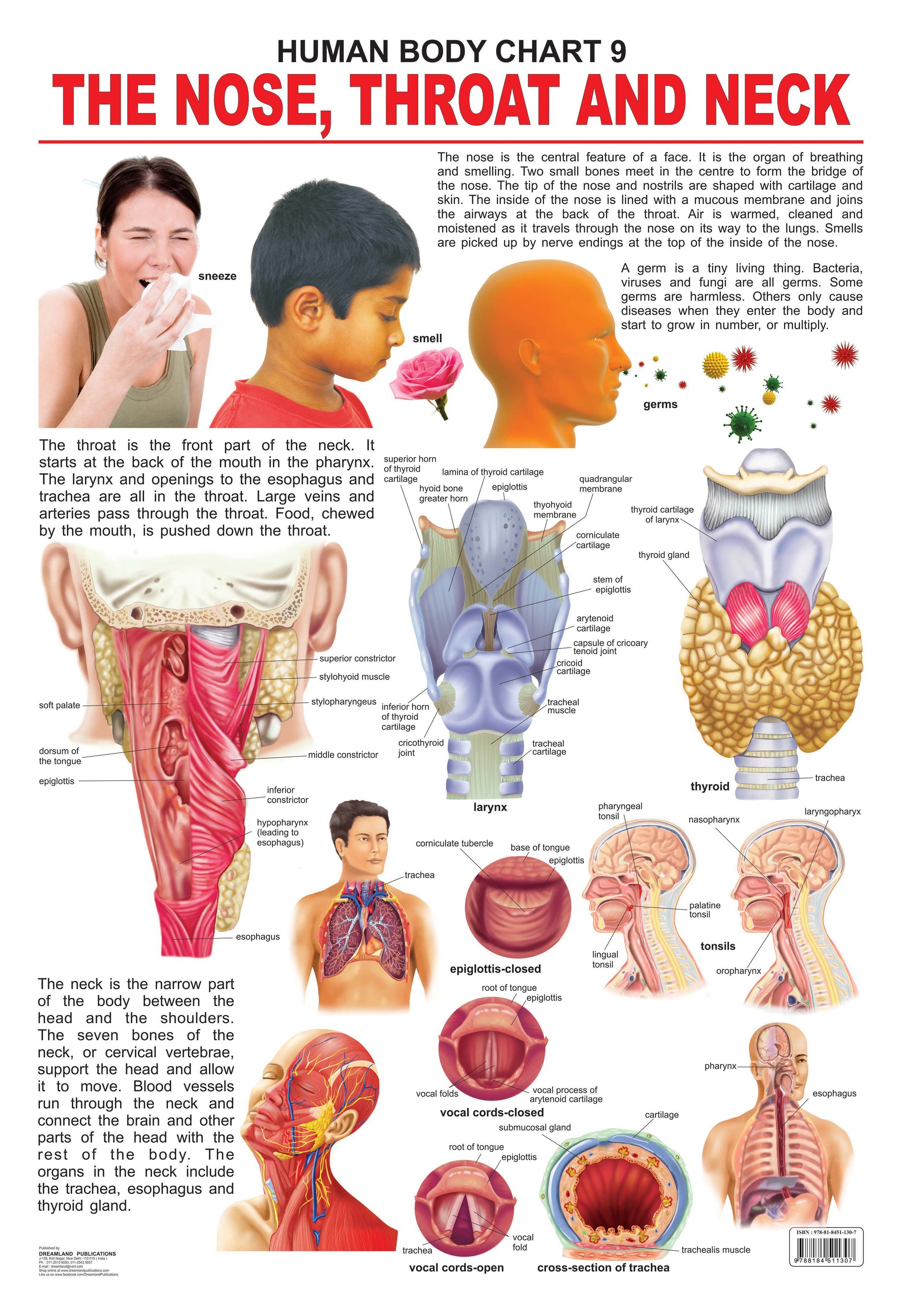 Dreamland Publications Educational Chart for Kids - The Nose, Throat & Neck -  buy in usa 