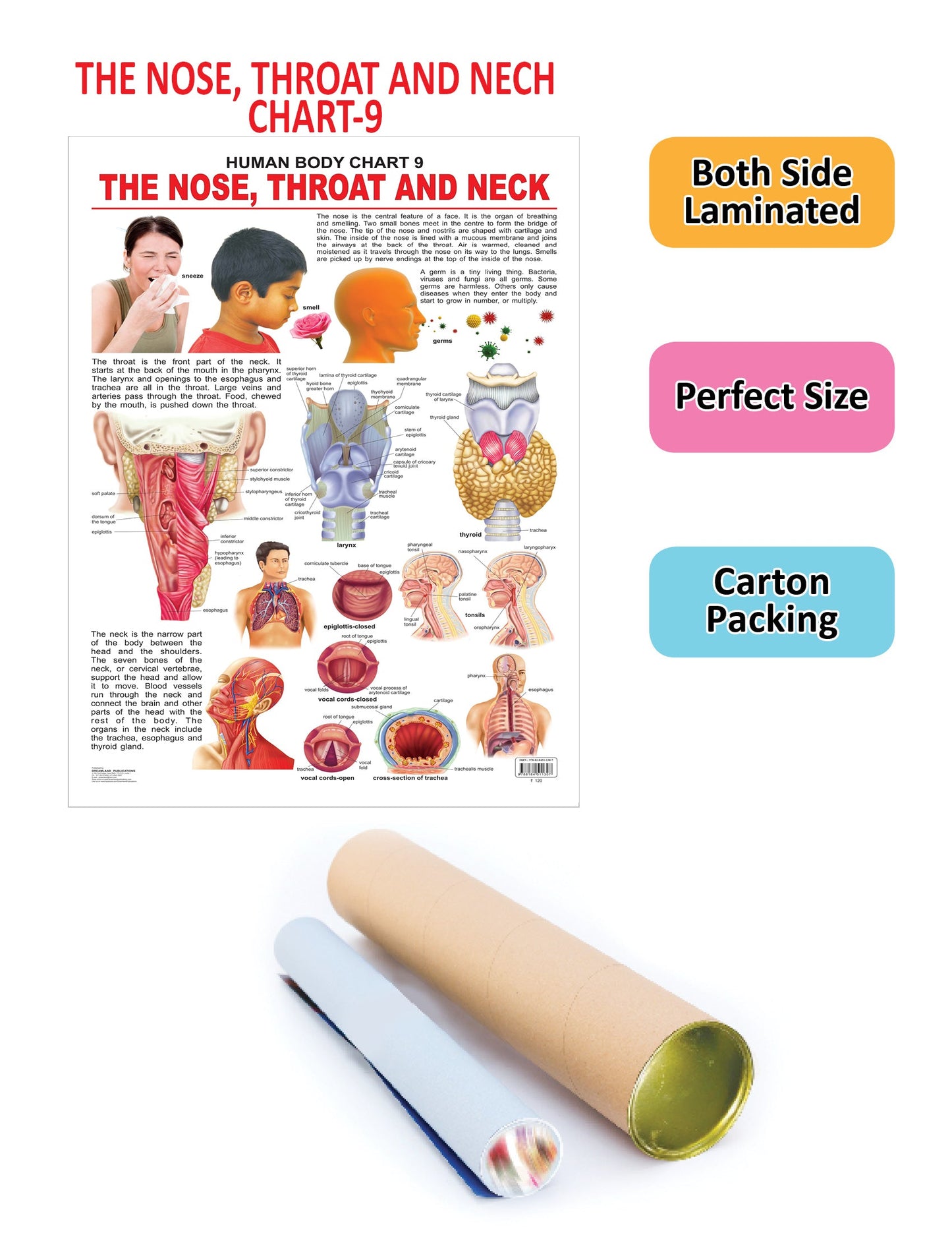 Dreamland Publications Educational Chart for Kids - The Nose, Throat & Neck