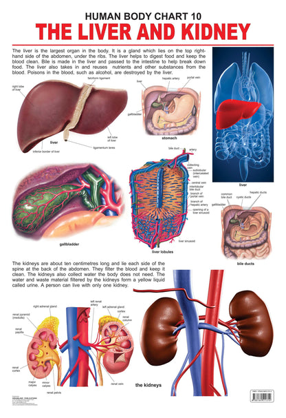 Dreamland Publications Educational Chart for Kids - The Liver & Kidney -  buy in usa 