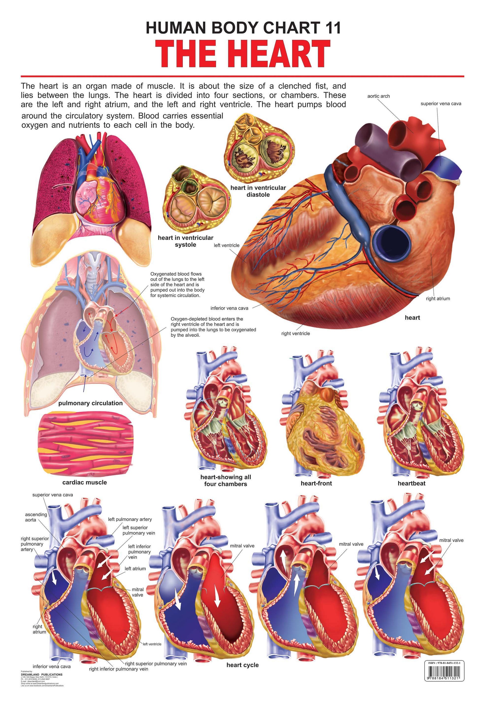 Dreamland Publications Educational Chart for Kids - The Heart -  buy in usa 