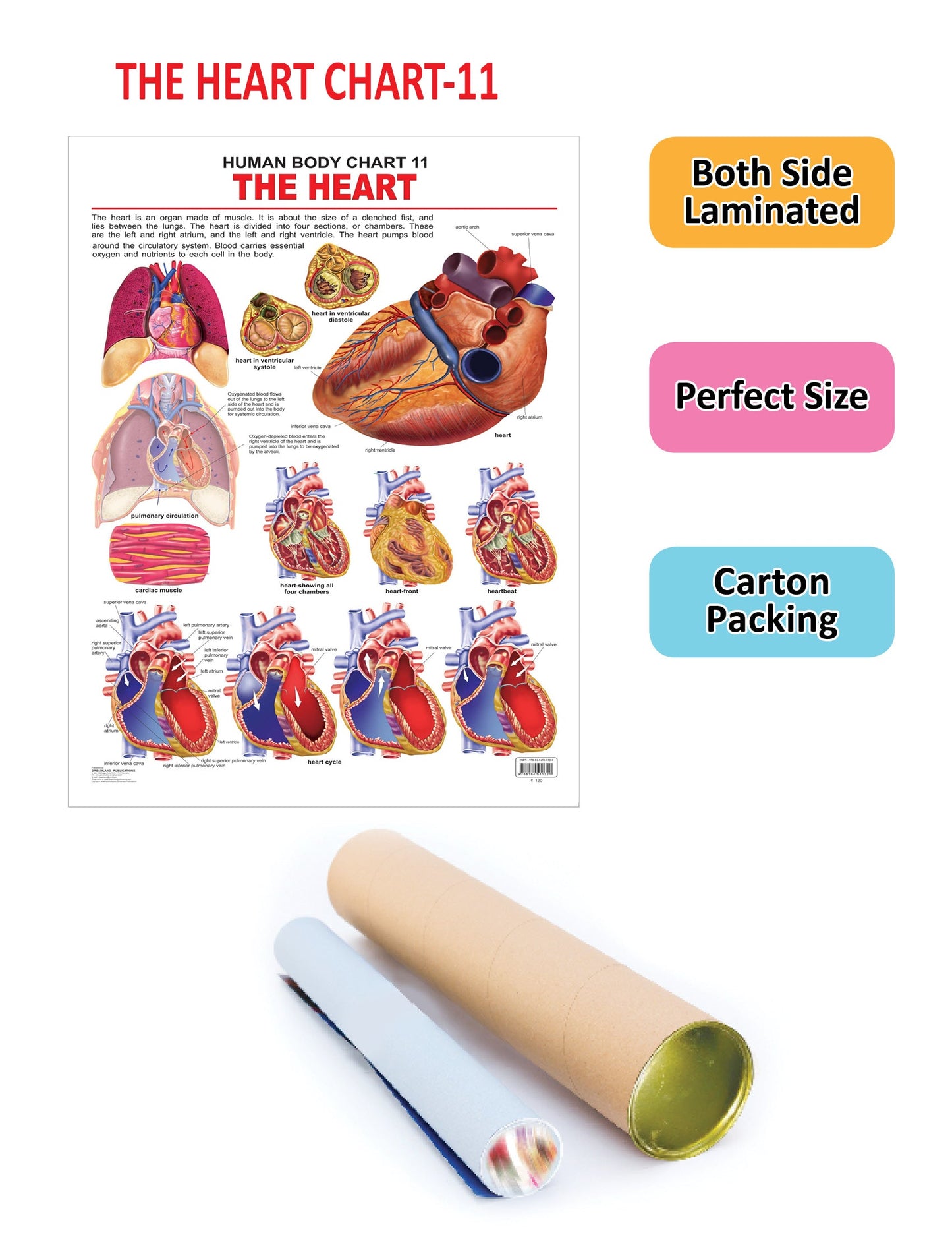 Dreamland Publications Educational Chart for Kids - The Heart