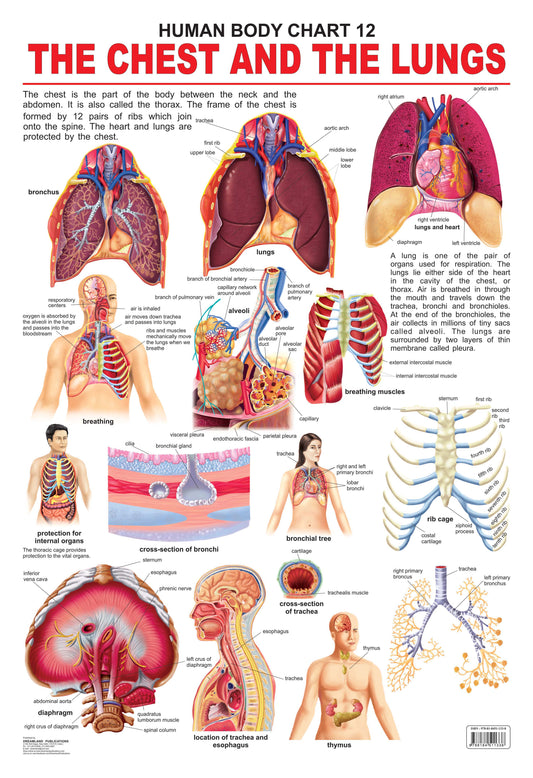 Dreamland Publications The Chest & the Lungs : Children Reference Educational Laminated Chart -  buy in usa 