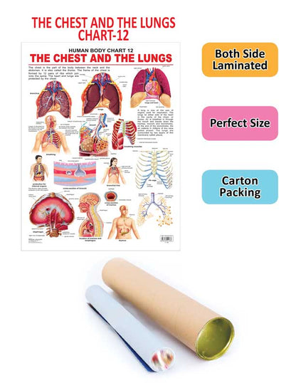 Dreamland Publications The Chest & the Lungs : Children Reference Educational Laminated Chart