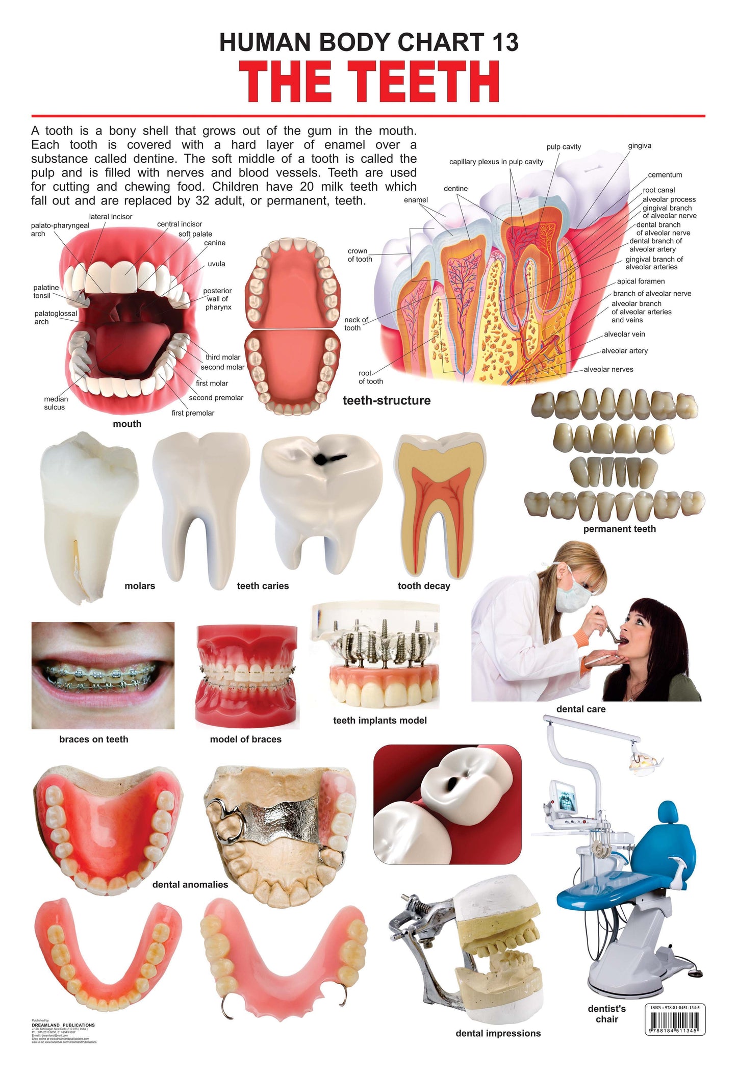 Dreamland Publications Educational Chart for Kids - The Teeth -  buy in usa 