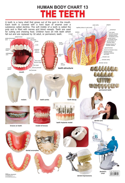 Dreamland Publications Educational Chart for Kids - The Teeth -  buy in usa 