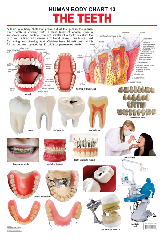 Dreamland Publications Educational Chart for Kids - The Teeth -  buy in usa 