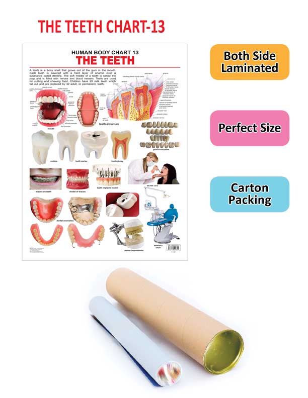 Dreamland Publications Educational Chart for Kids - The Teeth