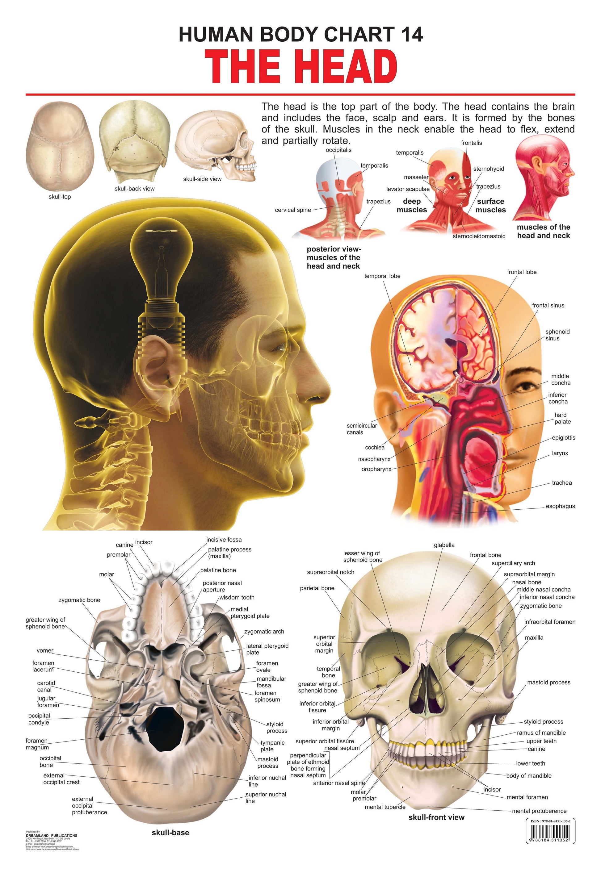 Dreamland Publications Educational Chart for Kids - The Head -  buy in usa 