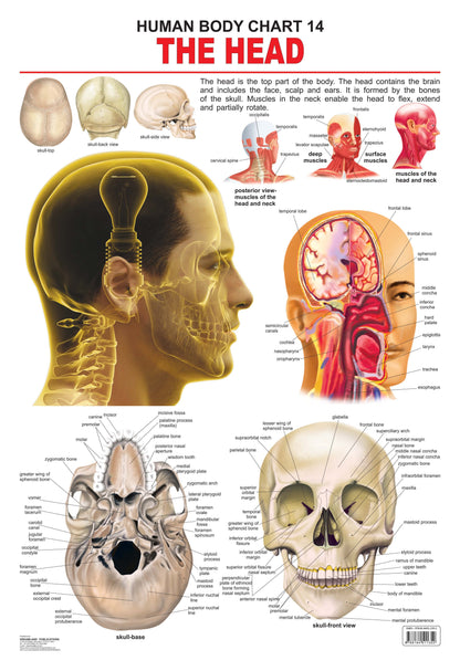 Dreamland Publications Educational Chart for Kids - The Head -  buy in usa 