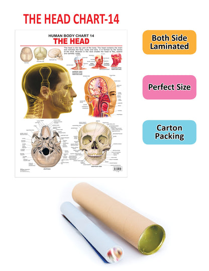 Dreamland Publications Educational Chart for Kids - The Head