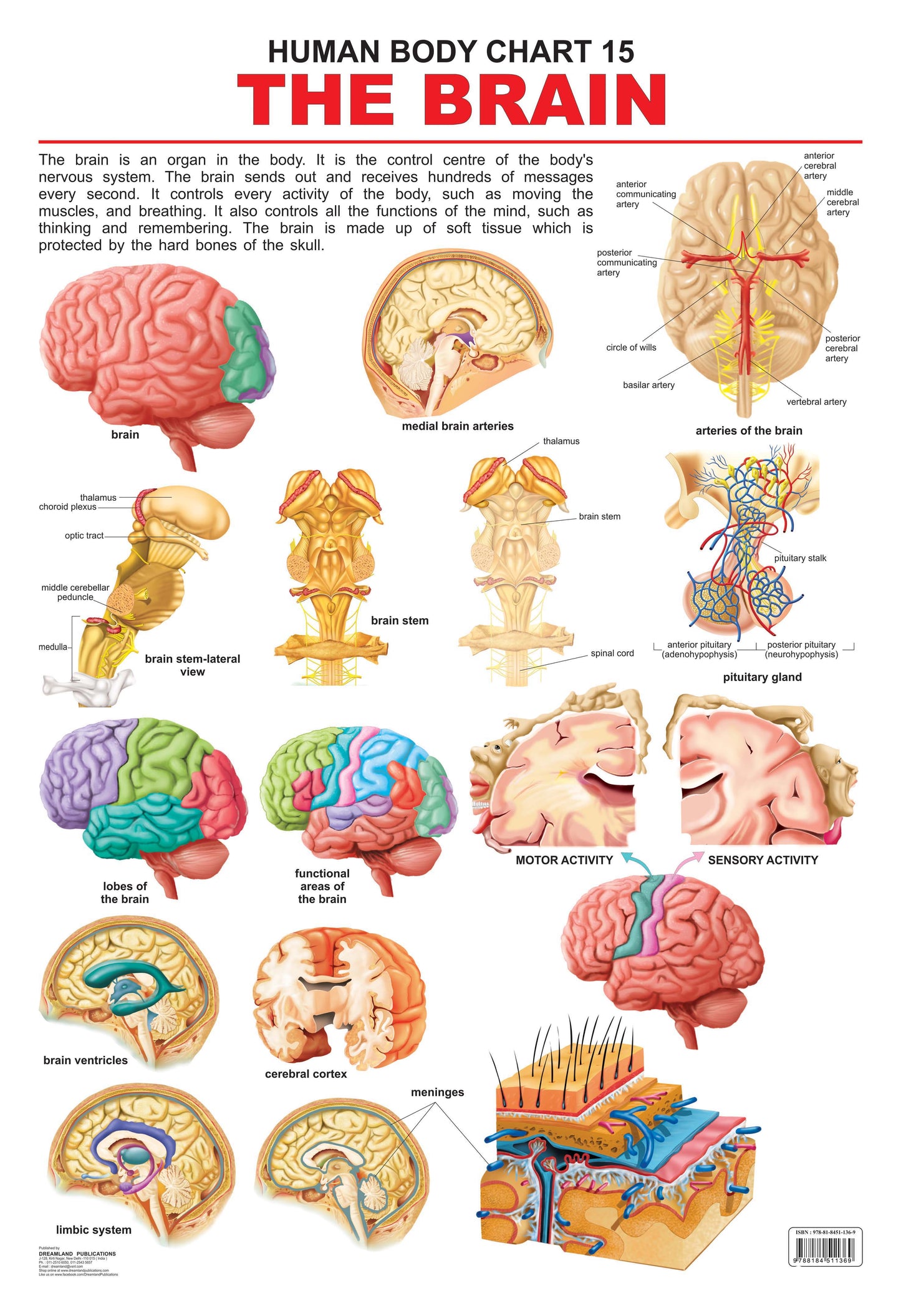 Dreamland Publications Educational Chart for Kids - The Brain -  buy in usa 