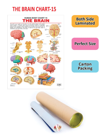 Dreamland Publications Educational Chart for Kids - The Brain