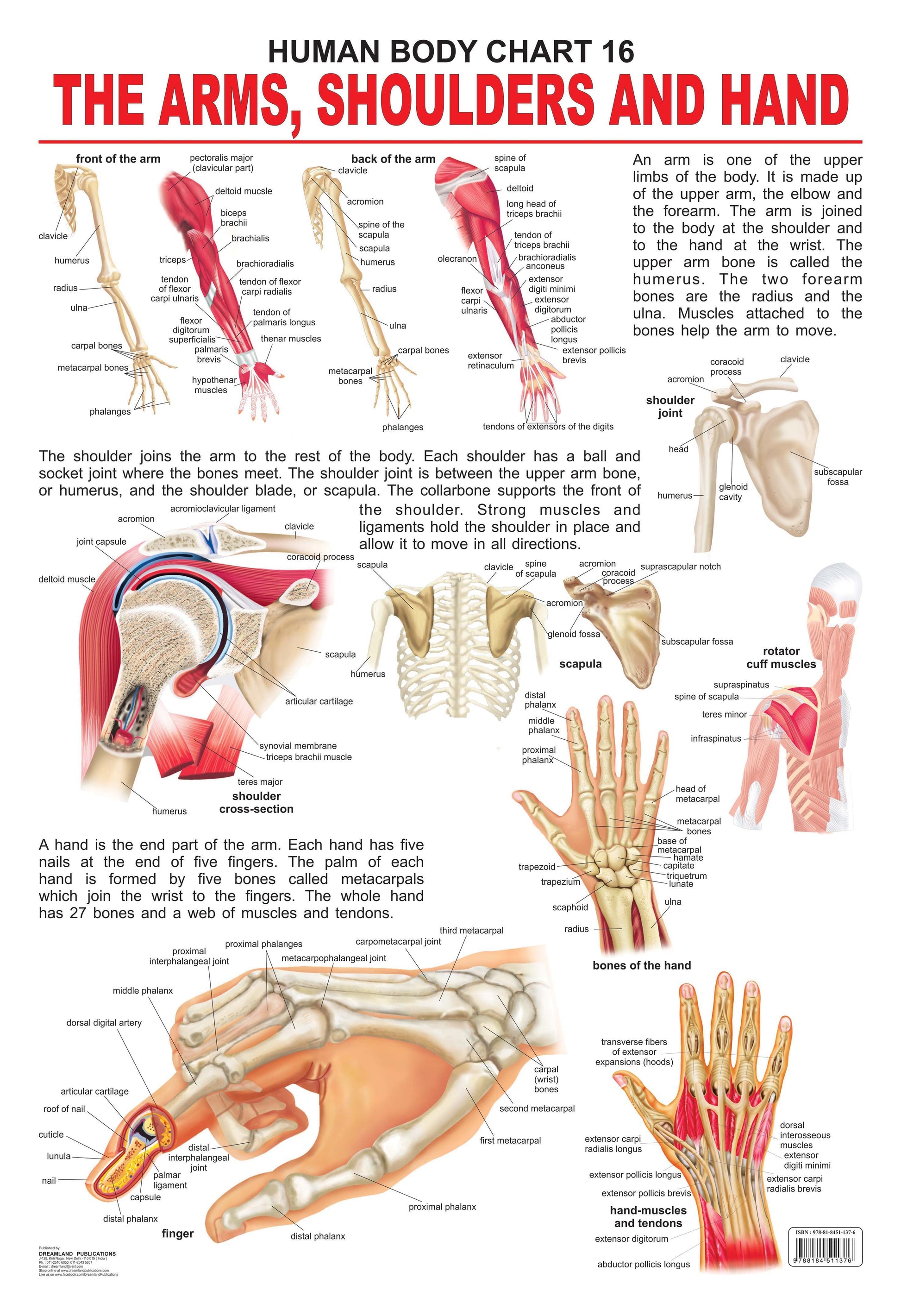 Dreamland Publications Educational Chart for Kids - The Shoulders, Arms & Hand -  buy in usa 