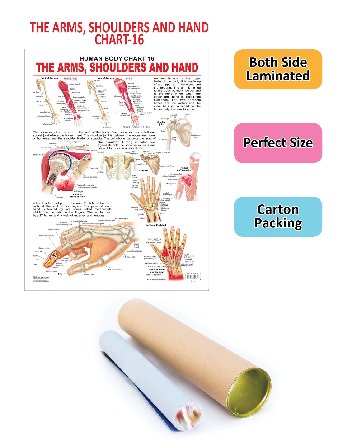 Dreamland Publications Educational Chart for Kids - The Shoulders, Arms & Hand