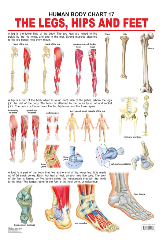 Dreamland Publications The Hips, Legs & Feet : Children Reference Educational Laminated Chart -  buy in usa 