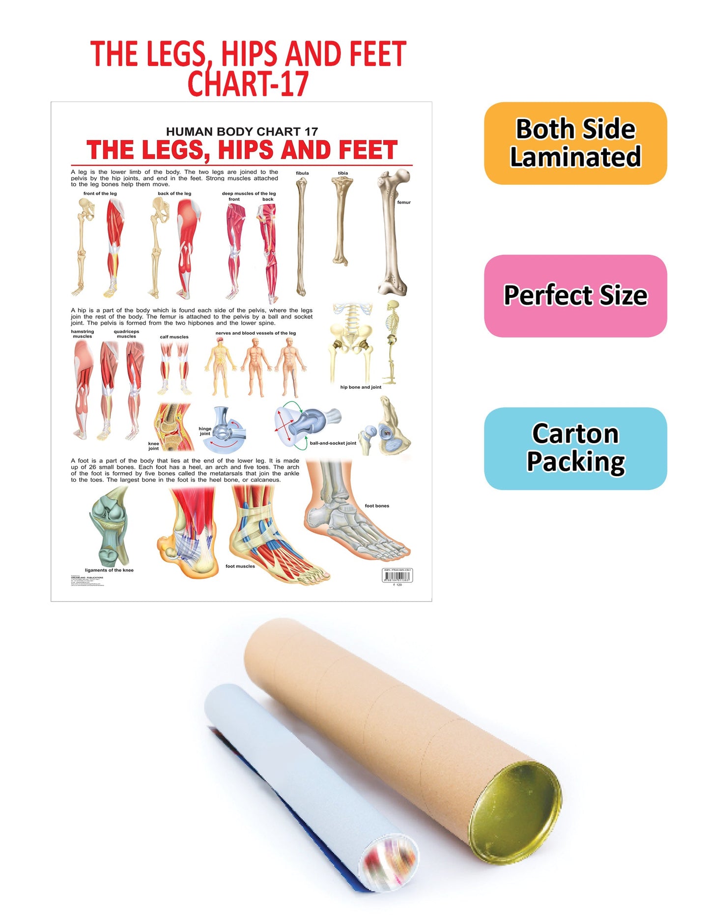 Dreamland Publications The Hips, Legs & Feet : Children Reference Educational Laminated Chart