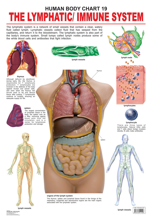 Dreamland Publications Educational Chart for Kids - The Lymphatic/Immune System -  buy in usa 