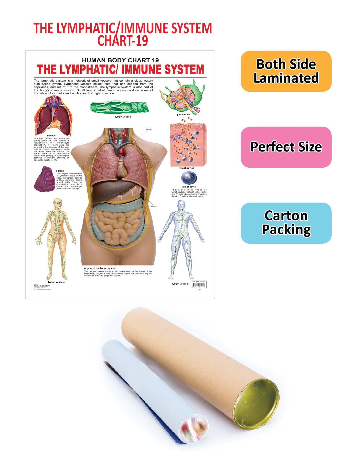 Dreamland Publications Educational Chart for Kids - The Lymphatic/Immune System